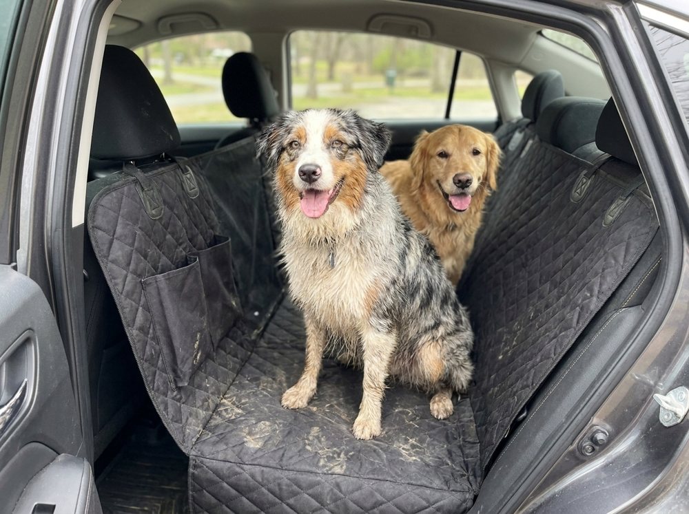 Customer photo of two dogs on a black Caboose seat cover