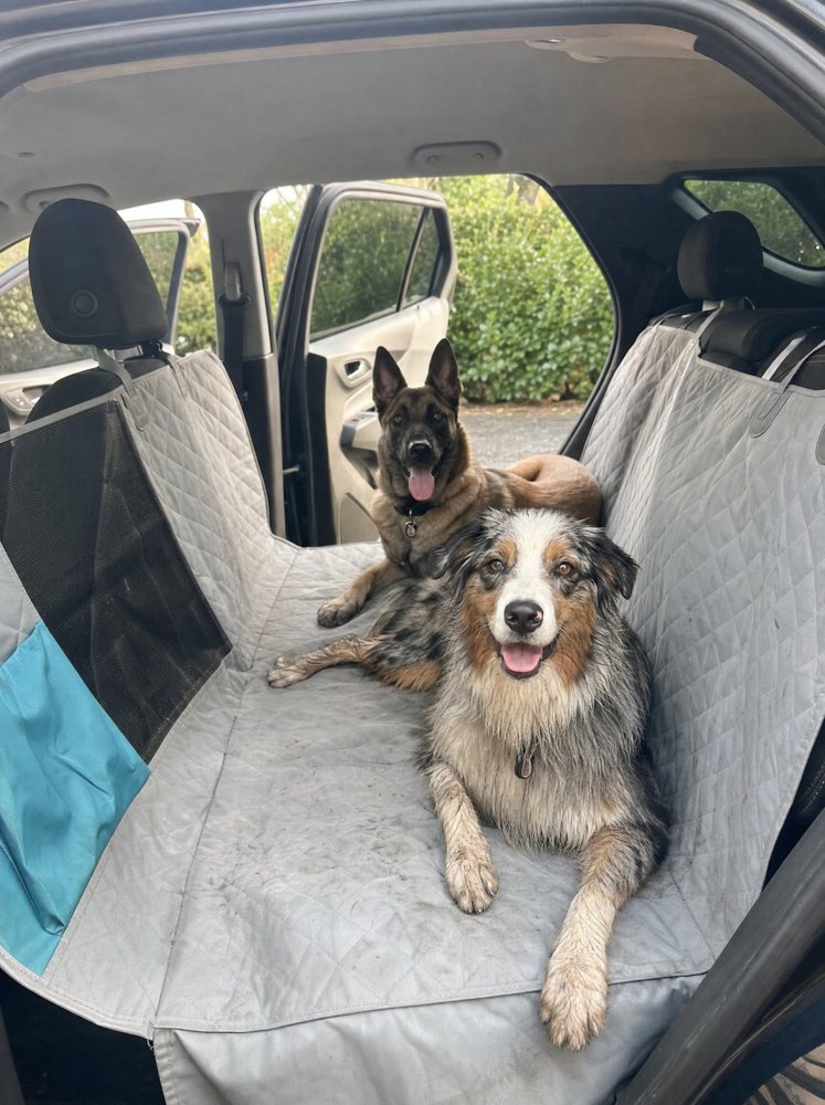 Customer photo of dog on a Caboose cover