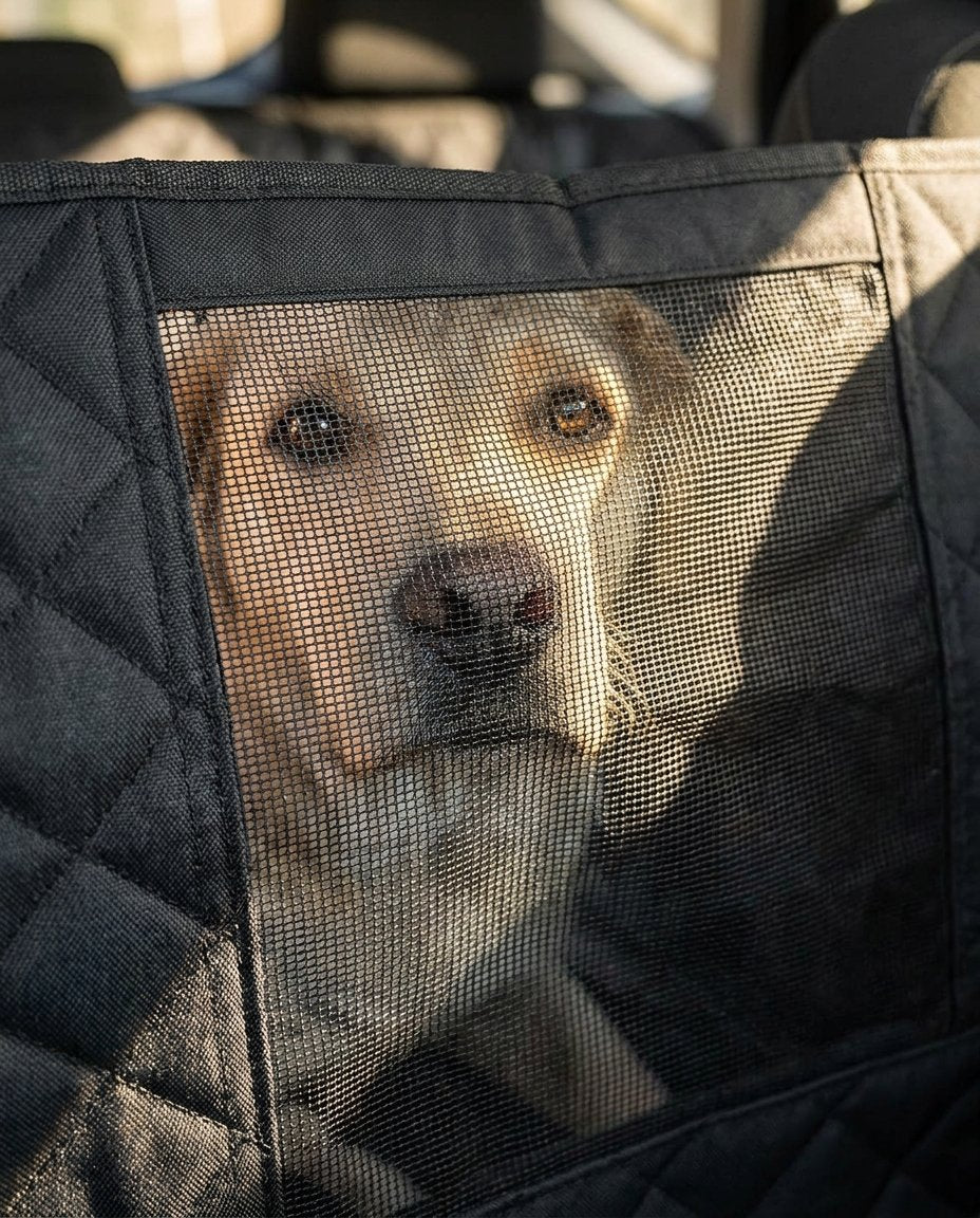 Mesh window
